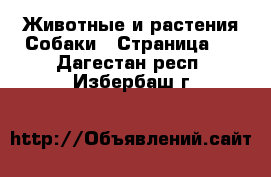 Животные и растения Собаки - Страница 3 . Дагестан респ.,Избербаш г.